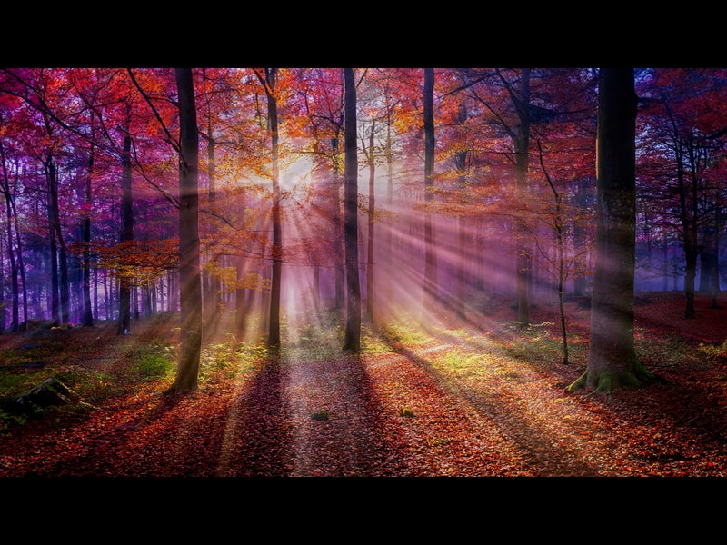 Autumn Light 2