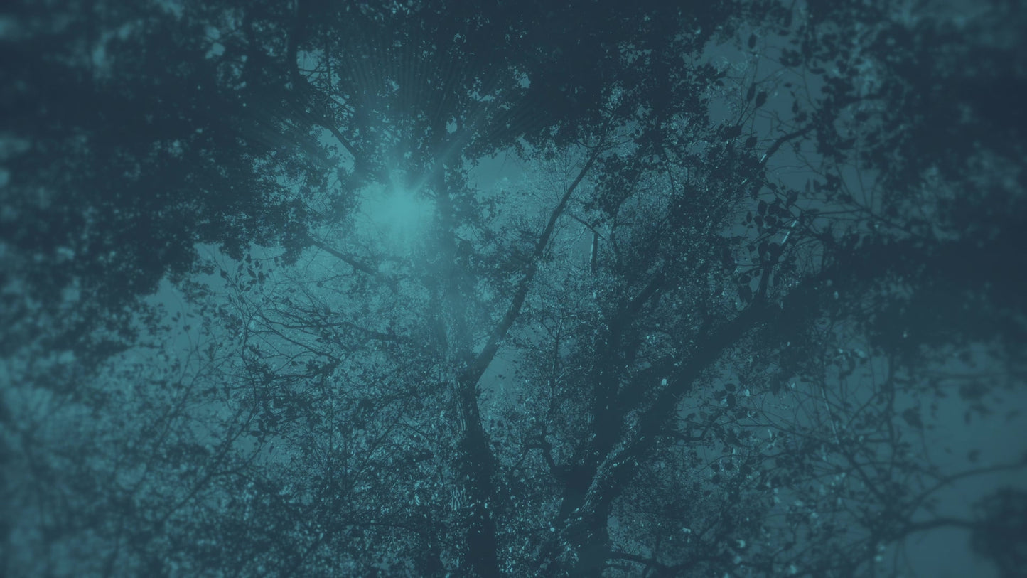 Autumn Canopies 1 Duotone