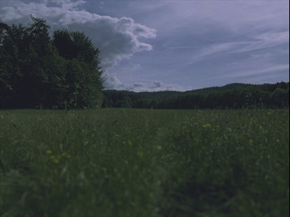 Field Walk
