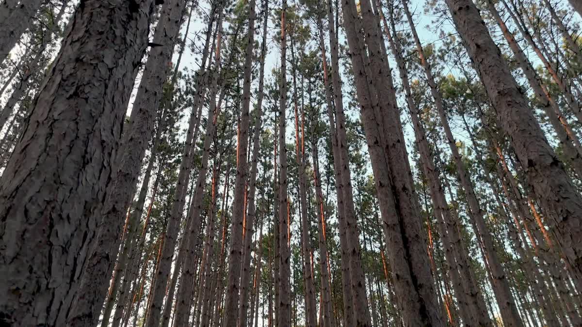 The Forest 5 Still