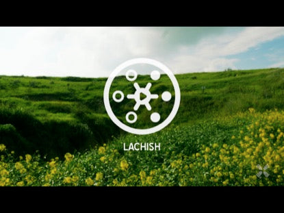 Promised Land Lachish