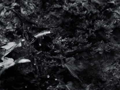 Plant Wall Bw