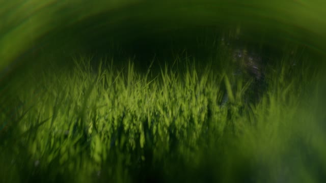 Like A Tree Loop 02