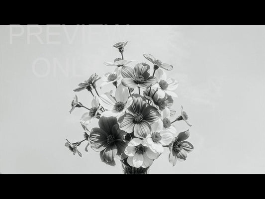 Mothers Day Bw Still 2