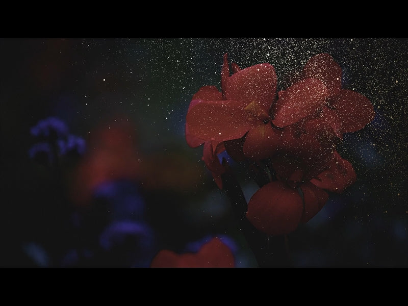 Ebony Floral: Loop 04