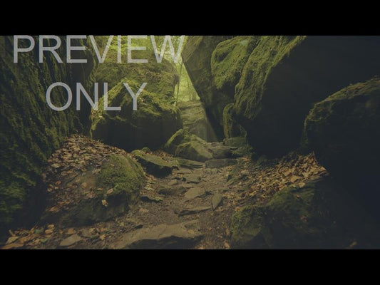 Deep Forest Rocky Ravine Still