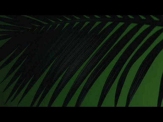 Cinematic Palms Loop 24