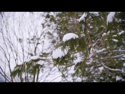Snow Winter Background 42