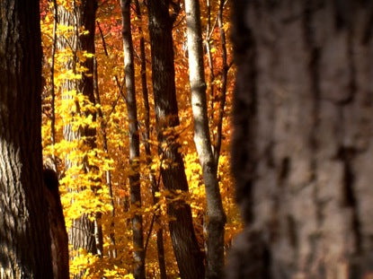 Fall Footage Golden Forest