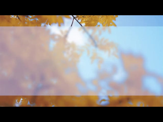 Fall Shadow Loop 2
