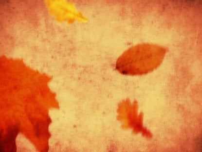 Warm Fall Leaves
