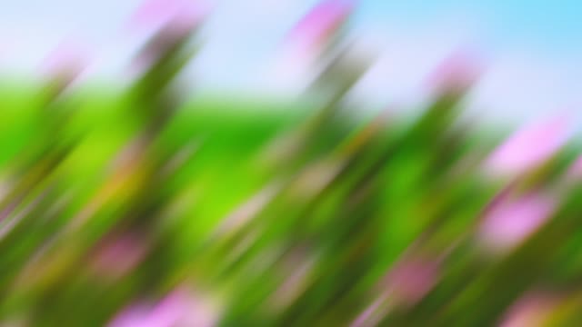 Springtime Bloom 13