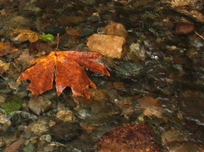 Stream Song