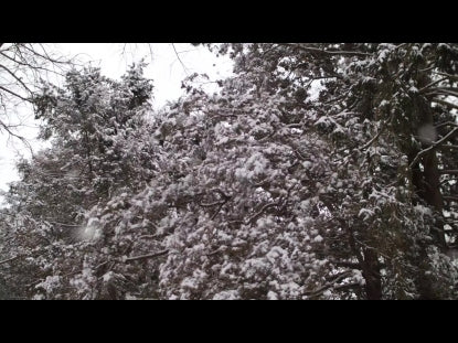 Snow Winter Background 19