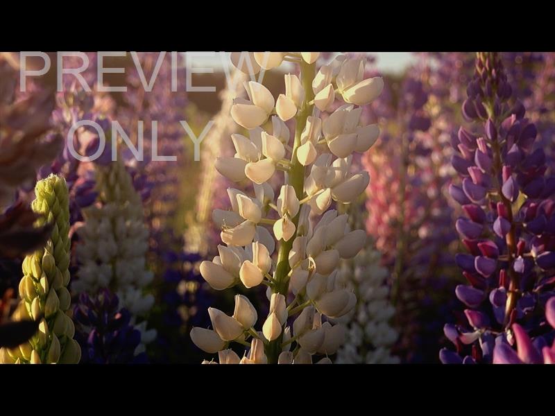 Flower Garden Still 03