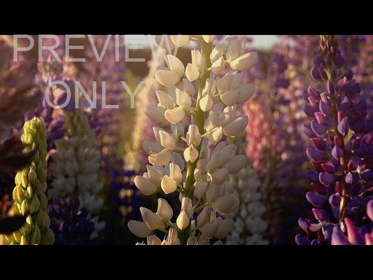 Flower Garden Still 03