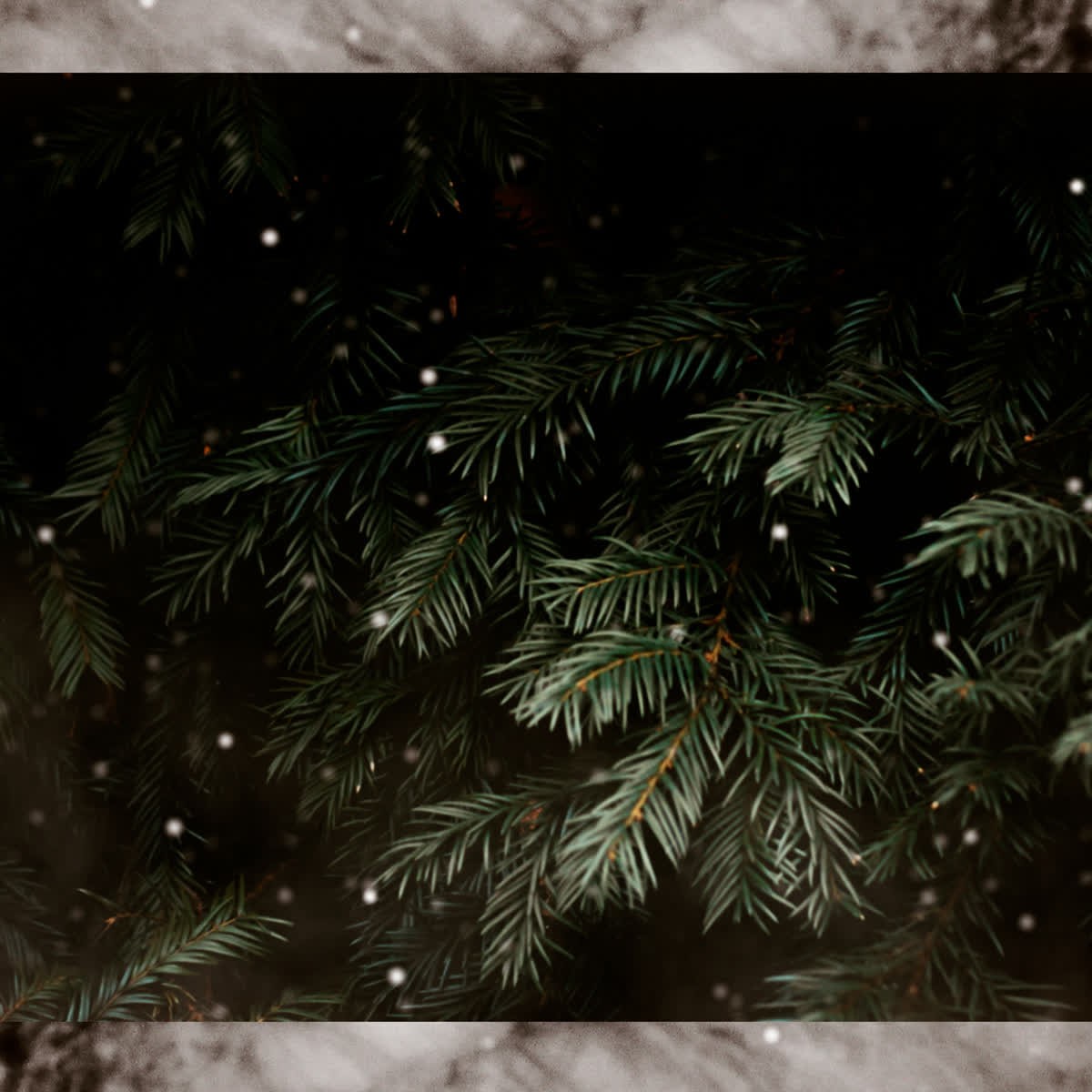 Evergreen Scripture Blank