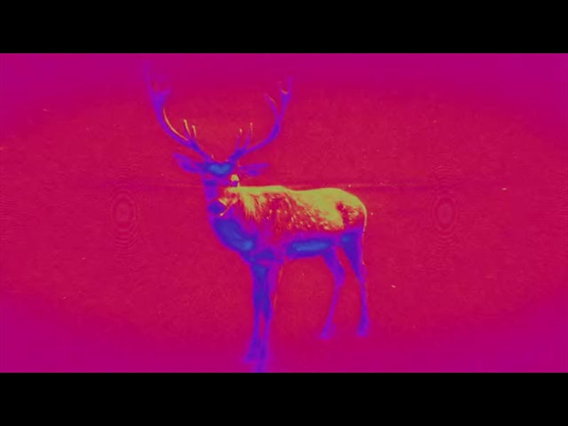 Bible Animals 2 Deer Color Map