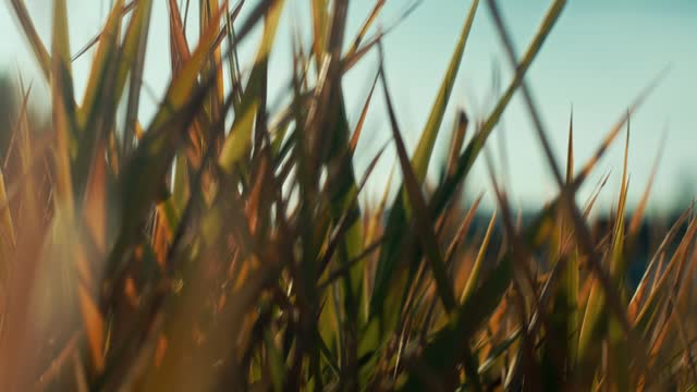 The Grass Loop 02