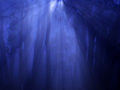 Forest Leaves