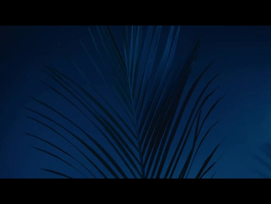 Cinematic Palms Loop 21