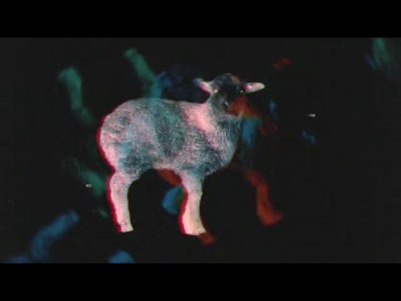 Bible Animals Sheep