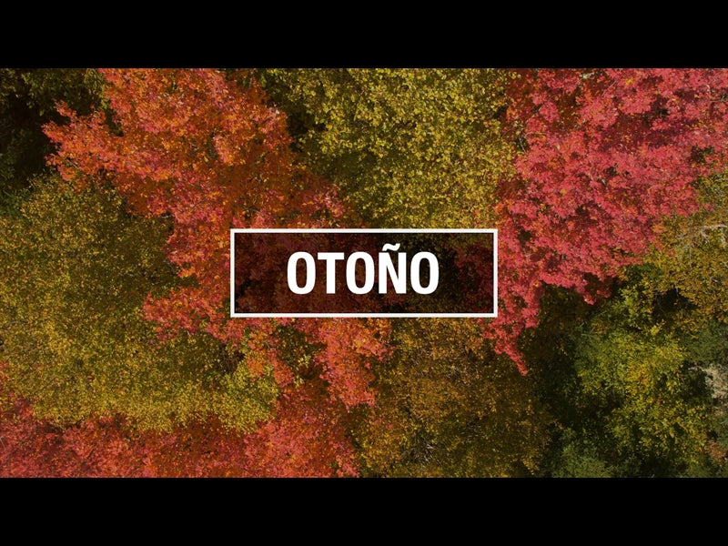 Otono