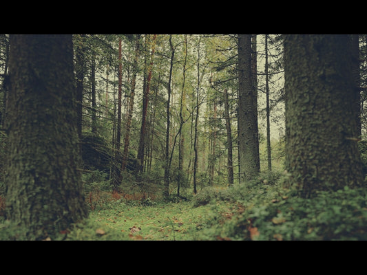Deep Forest Woodland Floor