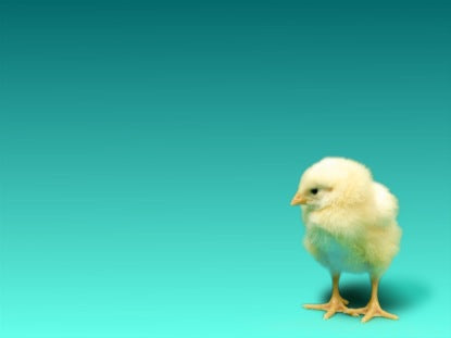 Baby Chick Easter Blue