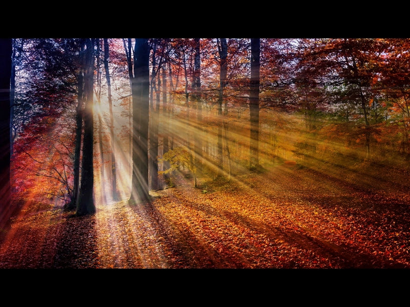 Autumn Light 8