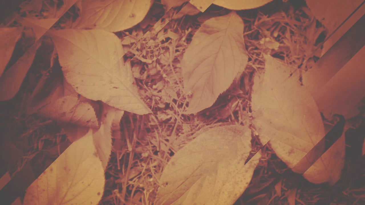 Fall Light 03 Still