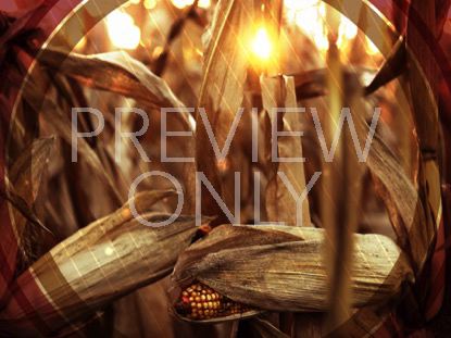 Fall Harvest Corn Closeup