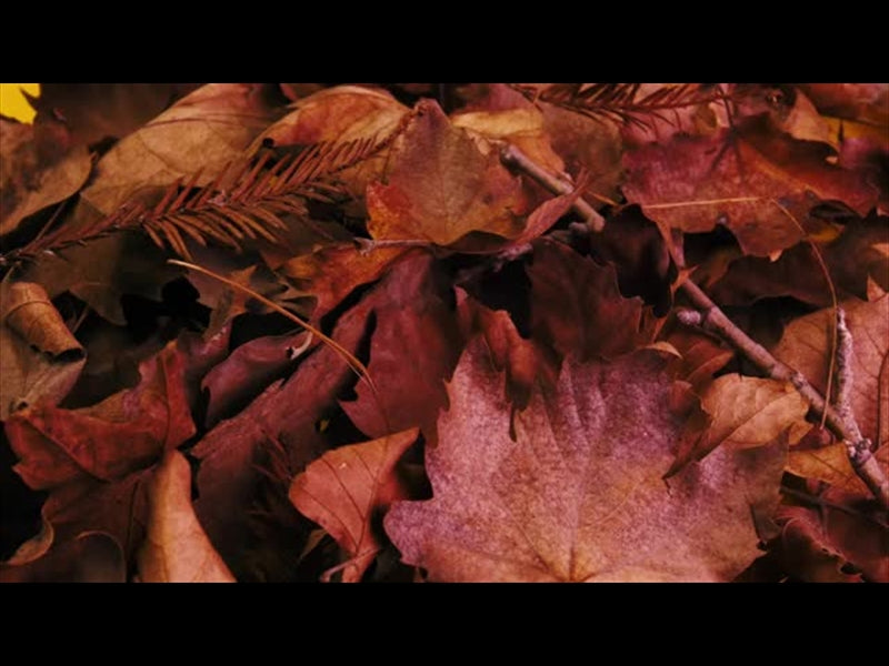 Autumn Leaves 12