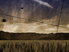 Harvest Field