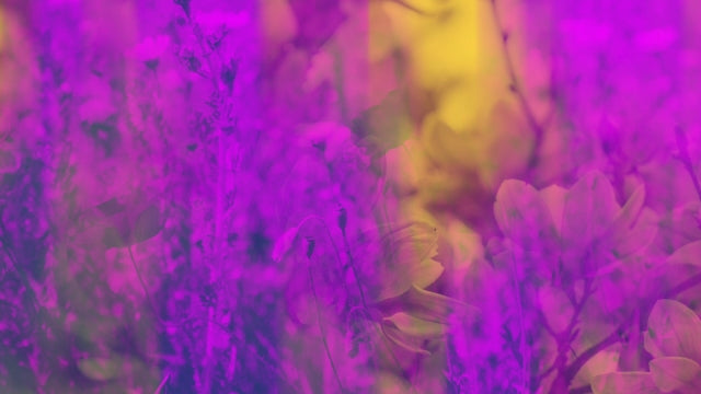 Floral Reflections 07