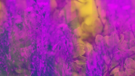 Floral Reflections 07