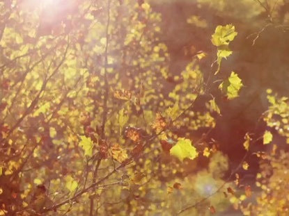 Fall Branch Background