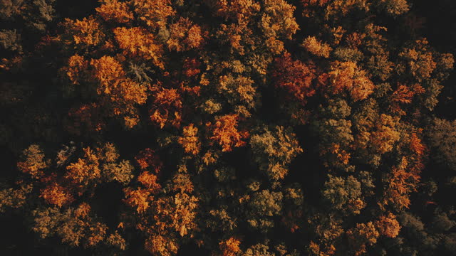 Autumn Foliage 8