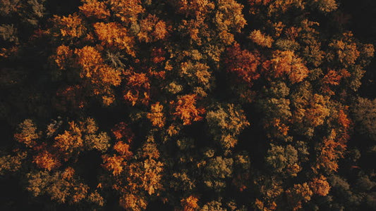 Autumn Foliage 8