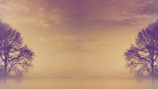 Christmas Field Still