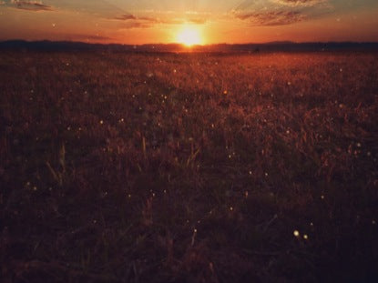 Golden Field