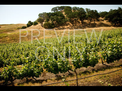 Vineyard