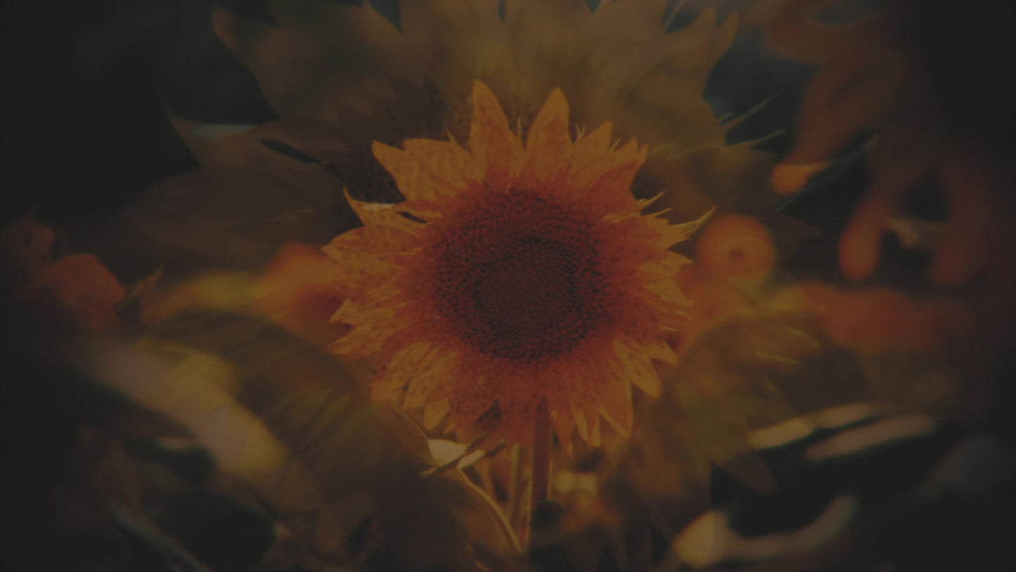 Vintage Sunflowers Close