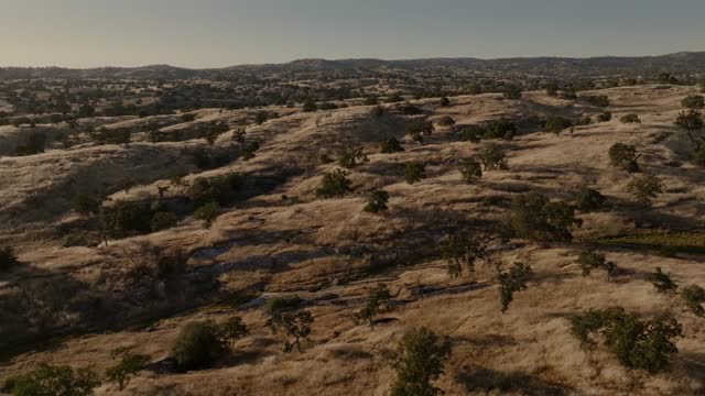 Golden Pastures Motion Background 10