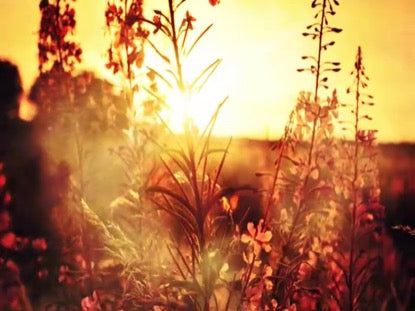 Jacob's Field