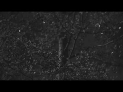 Autumn Leaves Bw