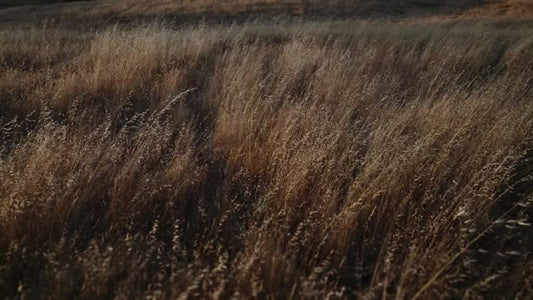 Golden Pastures Motion Background 04