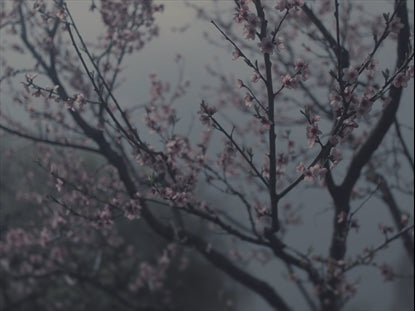 Muted Cherry Blossoms Simple