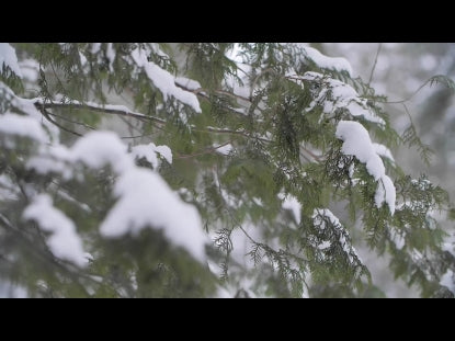 Snow Winter Background 17