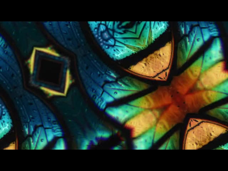 Butterflies 9